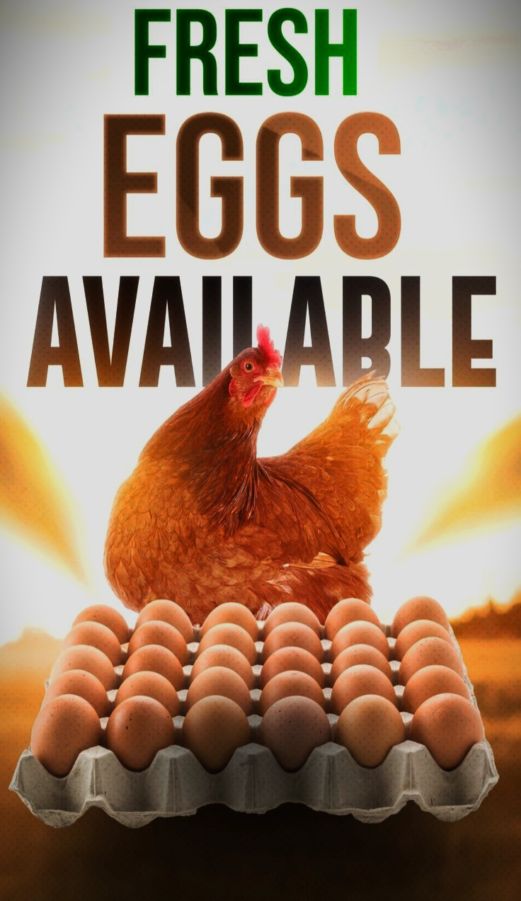 Sachiv Poultry Farm Kusmul ka khula aangan jahan desi murgiyan ghoomti hain